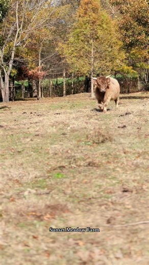 There’s something special about the way my cows know my voice. No matter where they are in the pasture, when they hear me call, their heads lift and they start making their way toward me—calm, steady, and trusting. They don’t get that way overnight; it comes from time, patience, and consistency. They’ve learned that my voice means safety, food, and care. There’s a quiet bond between a farmer and their herd that’s hard to explain to anyone who hasn’t felt it. It’s built through early mornings, ge