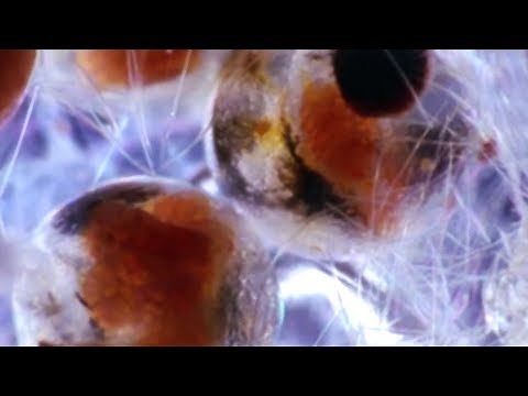Facts About Ocean Drifters 🐟 - Secret Nature | Ocean Documentary | Natural History Channel
