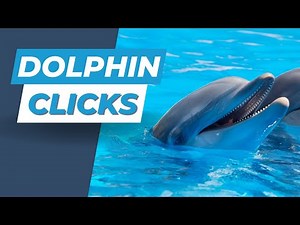 Dolphin Sound Effect | Realistic Clicks, Whistles & Ocean Animal Noise (Free SFX)