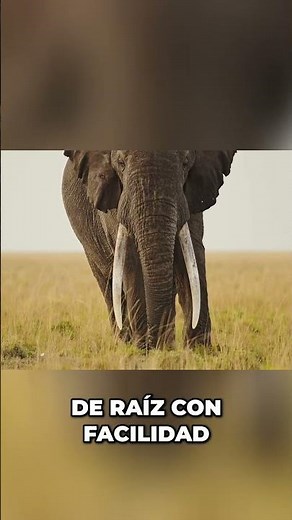 African Elephant: The Imposing Giant of the Earth