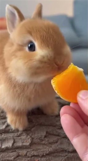 Little rabbit eats jelly orange, cute pet enjoys sweet treat #rabbit #petsoftiktok #cutepets
