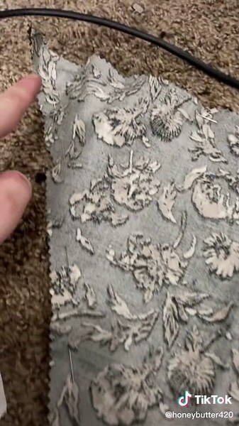 Honeybutter420 on TikTok