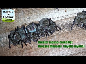 Greater Mouse-Eared Bat. Großes Mausohr (Myotis myotis). Moseltal 24.4.2020