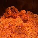 Egg Incubator with Temperature and Humidity Control, Automatic Egg Turner, Egg Candler, External Water Bottle Refill, Air Vent, 360° Clear View, Hatching Chicken Duck Quail Bird, APDOE HatchPro 12