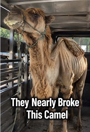 They Nearly Broke This Camel #Camel #AnimalRescue #Wildlife | animals