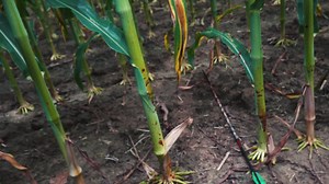 382K views · 5.5K reactions | Talk about a challenge! Joseph coaxes these coyotes into bow range AND self-filmed it all to boot. You know you're ate up when you're bowhunting coyotes in 95 degree heat. Close Encounter Guided Predator Hunts | Team Radical | Facebook