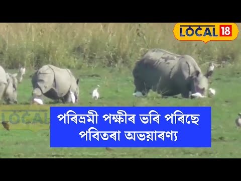 Morigaon News | পৰিভ্ৰমী পক্ষীৰ ভৰি পৰিছে পবিতৰা অভয়াৰণ্য #local18