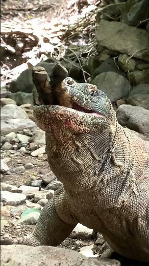 The horror of a Komodo dragon swallowing a goat with ease