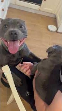 Dogs Meet New Friends for the First Time 🐶❤️ (Cutest Reactions Ever!)