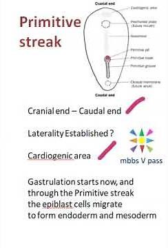 Anatomy Embryology Primitive Streak Importance viva
