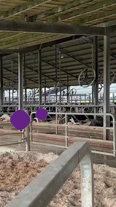 One of the biggest challenges of dairy farming is managing the waste produced by cows 🐮 But by using technologies like digesters, farmers can turn manure 💩 into valuable resources like biogas and fertilizer. Digestion is a process where microorganisms break down organic matter like manure in the absence of oxygen, producing biogas that can be used as a renewable energy source. This biogas can then generate electricity, heat buildings, or even fuel vehicles. In addition to producing biogas, dig