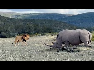 Lion vs Rhino: The Ultimate Battle of Strength and Survival