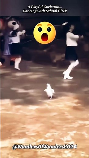 Goffin's Cockatoo; A Bird of Exceptional Intelligence | A Playful Parakeet; The Goffin's Cockatoo✨💓✨