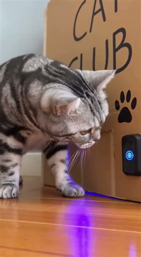 Cat and Tiger Secret Club Part 1