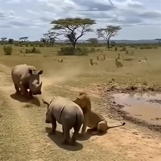 The Lion Counter 🔥