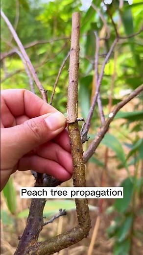 Simple way to propagate peach tree 1512 #shorts #plantingtips