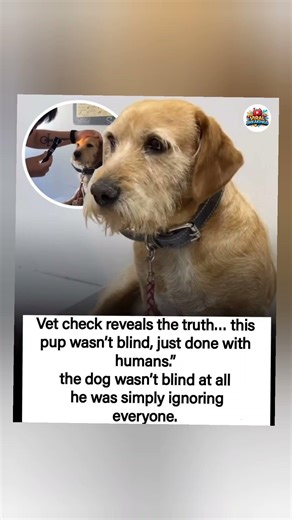 this pup wasn’t blind, just done with humans.” #viral #shorts #trending
