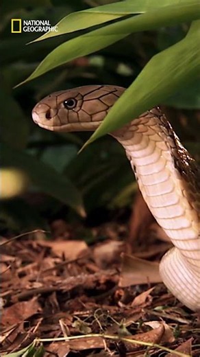 La fascinante estrategia de la cobra real con su veneno 🐍 | NATIONAL GEOGRAPHIC ESPAÑA