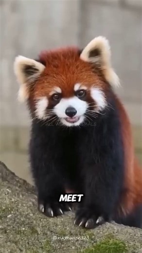 1.5K views · 59 reactions | Red Panda The Real-Life Teddy Bear of...