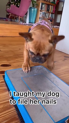 Effective Dog Nail File for French Bulldogs | Digger Dog Nail File