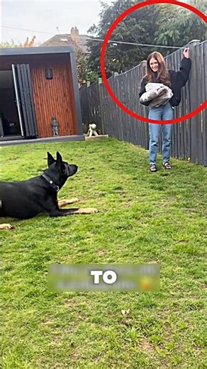 This Dog Tried So Hard to Catch the Rope… 🐕‍🦺😱 #dog