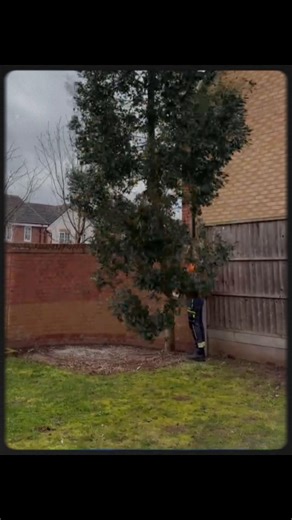 Expert Tree Felling Services by John's Pro Tree Surgery