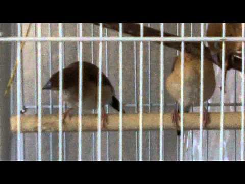 How to tell an Indian Silverbill finch from an African Silverbill finch