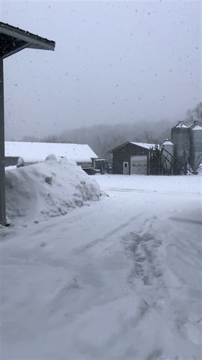 Stunning Drone Footage of Snowy Cows on Farm