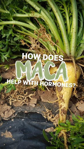 10K views · 236 reactions | How does Maca help with your hormones? | Certified Health Nut | Facebook