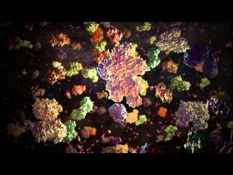 PKM2: the tetrameric and dimeric forms