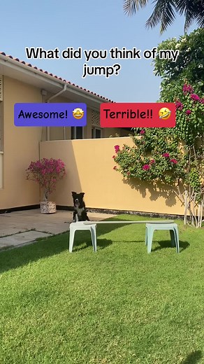 ‏What did you think of my jump? 🤔 #bordercollie #agilitydog #athletic