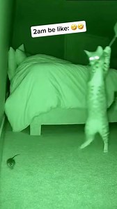 772K views · 19K reactions | POV: you have a cat #fbreelsfypシ゚ #fbreels #ai #humorous | ARIZZ ML | Facebook