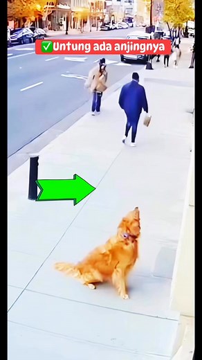 Fokus sm anjing ini kira kira ada apa#reelsvideo#diwali#fbpro | Arganta Yusran