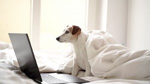 Dog Side Profile Looking Computer Screen Stock Footage Video (100% Royalty-free) 1066169647 | Shutterstock