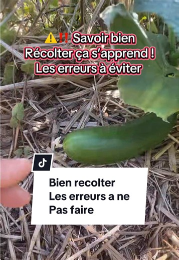 Bien récolter ses légumes au potager : erreurs à éviter
