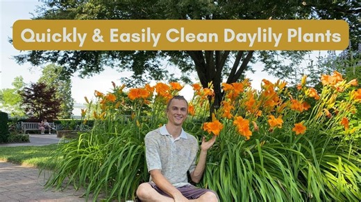 Cleaning daylilies for maximum growth and flowers