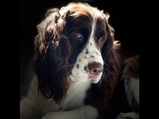 Thanks to the ESRA Foster families and Adoption homes as well as all who assist with transport, communication and the many ways you help these precious dogs fulfill their wish for a New Life. | English Springer Rescue America, Inc. (ESRA)