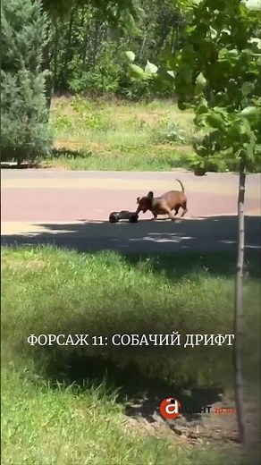 Форсаж 11: Собачий дрифт 😂 #тварини #технології #топ