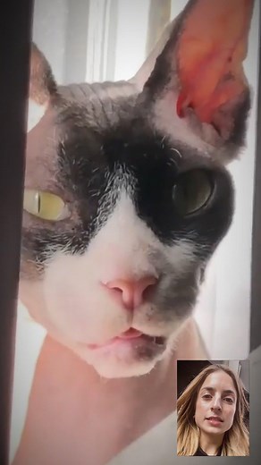 1M views · 3.4K shares | Never, EVER say no to your cat! Or else… | The Dodo | Facebook