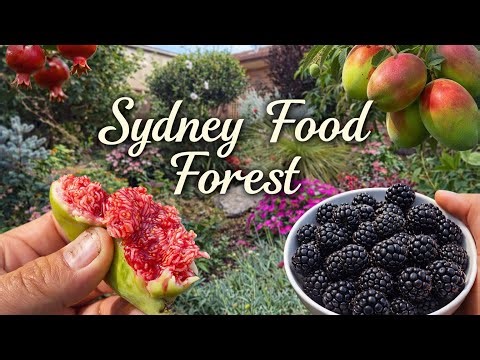 Sydney Food Forest Tour | Mid Summer 2026 After Heatwave & Heavy Rain
