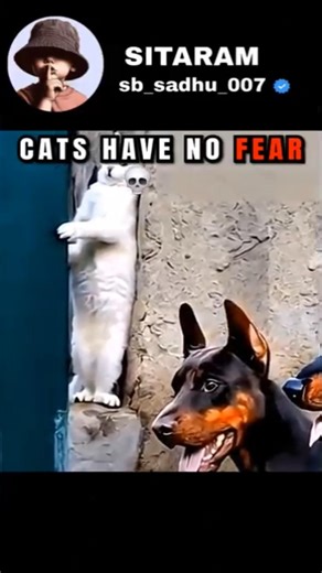 cats have no fear 🔥😲 #cat #trollfaceedit #catshorts