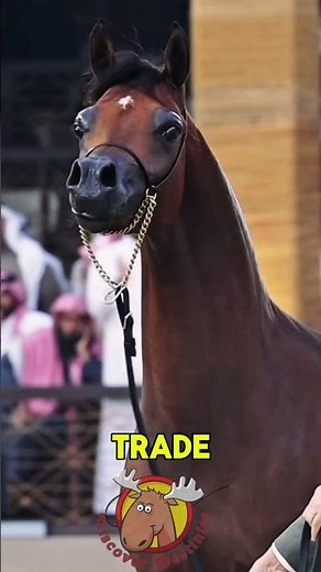 Why is the Arabic horse the most loved in the world?