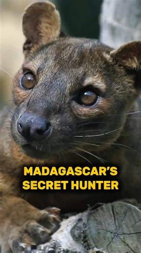 Fossa: Madagascar’s Secret Predator