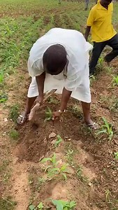 11K views · 305 reactions | Dr. Hassan Ayariga personally working on his farm, a perfect example of how humble and hardworking the Kusasi people are. #KusasiPride #HardworkingPeople #KusaugKingdom #DrHassanAyariga #KusasiCulture #ProudKusasi #KusasiHeritage | Kusaas TV | Facebook