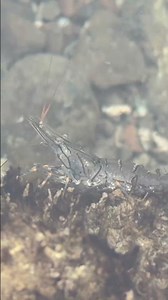 Tiger Prawn in a Coastal Tide Pool