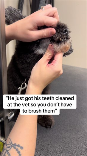 Stunning Dog Teeth After Grooming