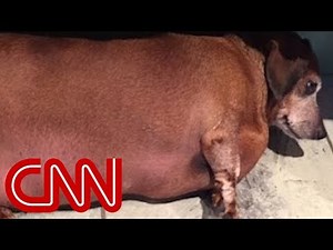 Overweight dog gets a work out plan