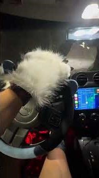 Driving my 2015 jeep patriot with paws on ￼