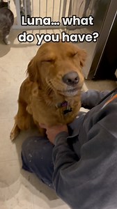 Guilty golden retriever. Baby sock thief. Would you forgive her? 😭💛 #GoldenRetriever #FunnyDogs #DogReels #GuiltyDog #PetHumor | Golden Paws