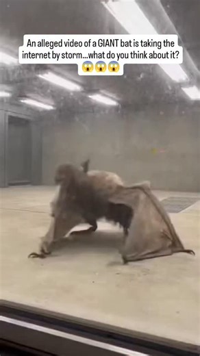 creepyzone on Instagram: "This bat is believed to be one of the largest species found deep in the Amazon rainforest. With its numbers dropping fast, reports say it has been moved to a protected breeding facility as part of a rescue effort to stop the species from going extinct. The video has sparked debate online. Some people think this could be one of the biggest bats ever recorded. Others believe the footage has been edited. So what do you think? 🤔 Is this a rare giant bat being protected to 